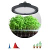 Прожектор светодиодный FITO-50W-RB-LED-UFO 50Вт для растений красн./син. спектр IP65 Эра Б0053280