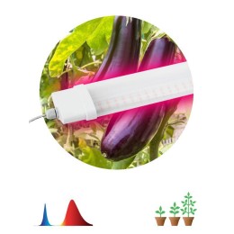 Светильник для растений FITO-36W-RB-N 36Вт 220-240В IP65 проф. спектр для периода вегетации прозр. р
